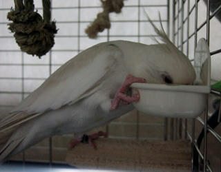 07-11-11poria2.jpg