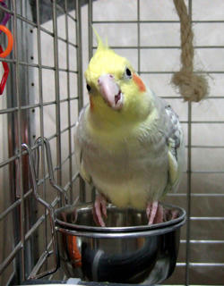 07-11-11koru.jpg