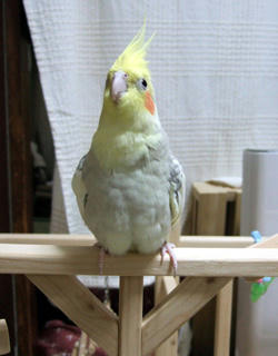 07-11-15koru3.jpg