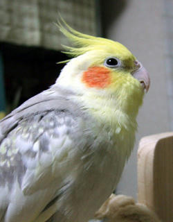 07-11-28koru.jpg