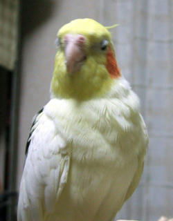07-11-28firo.jpg