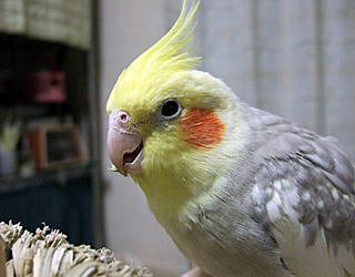 1129_koru01.jpg