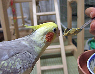 1129_koru-1.jpg