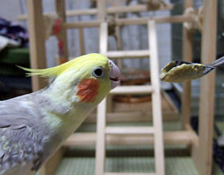 1129_koru-2.jpg