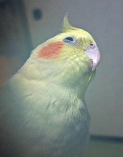 07-12-12koru.jpg