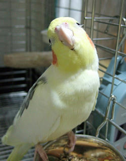 07-12-12firo.jpg