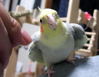 07-12-24koru1.jpg
