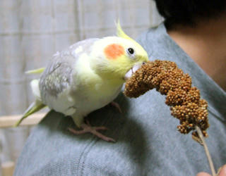 07-12-24koru2.jpg