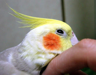07-12-24koru3.jpg