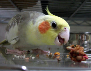 07-12-27koru1.jpg