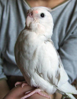 08-01-03erene.jpg