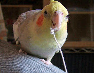 08-01-03koru.jpg