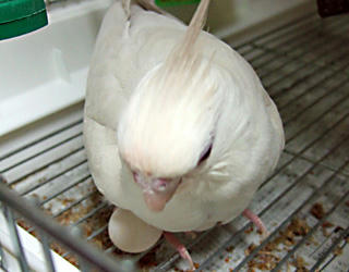 080106_poria02.jpg