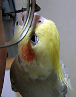 080106_koru01.jpg