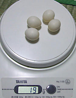 01_080110_egg.JPG