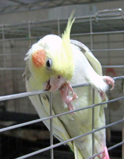 08-01-11koru.jpg