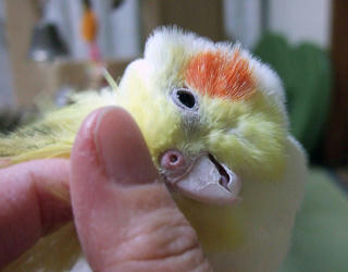 08-01-11firo.jpg