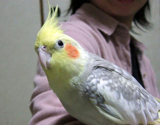 08-01-16koru.jpg