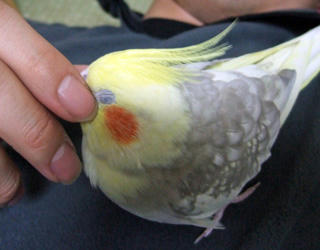 08-01-17koru.jpg