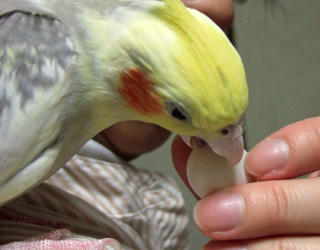 08-01-21koru3.jpg