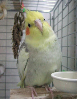 08-01-29koru1.jpg