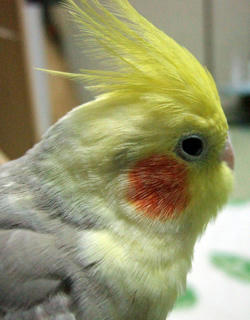 08-01-29koru2.jpg