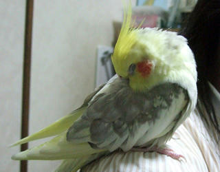 08-01-29koru3.jpg