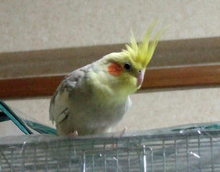 08-01-30koru.jpg