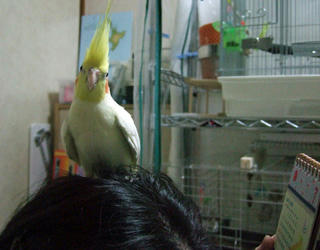 08-01-30firo.jpg