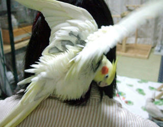 08-01-31firo1.jpg