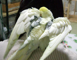08-01-31firo2.jpg