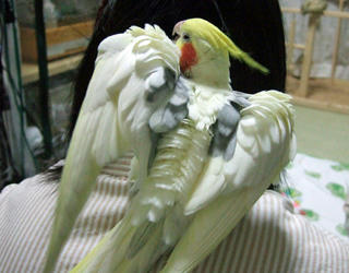 08-01-31firo3.jpg