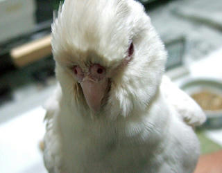 08-02-06poria1.jpg