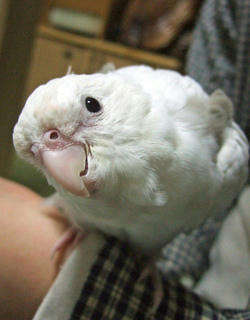 08-02-06erene.jpg