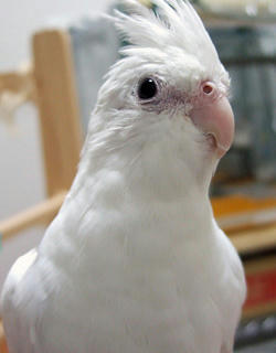 08-03-16erene.jpg