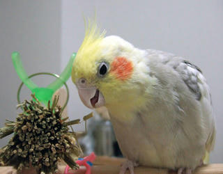 08-03-26koru.jpg