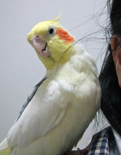 08-03-26firo1.jpg