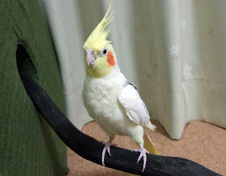 08-03-26firo2.jpg