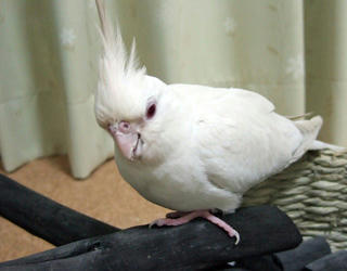 08-03-26poria1.jpg