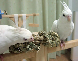 08-03-26futari.jpg