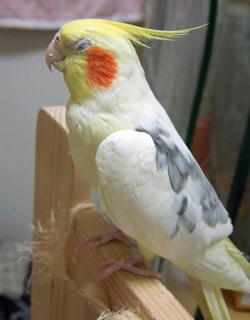 08-03-28firo1.jpg