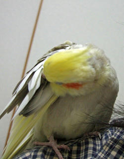 08-04-01koru.jpg