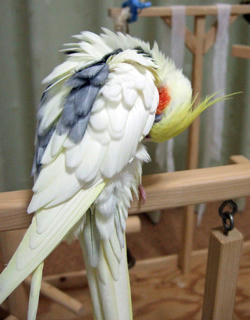 08-04-01firo.jpg