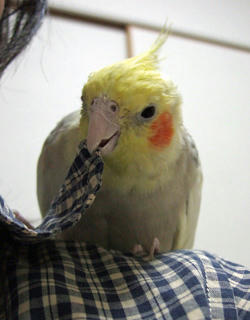 08-04-02koru.jpg