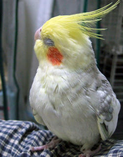 08-04-04koru.jpg