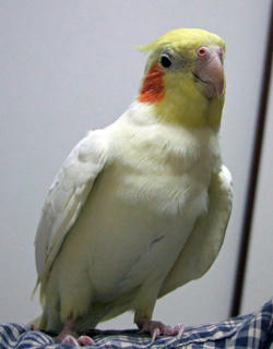 08-04-04firo.jpg