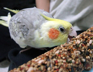 08-04-06koru.jpg