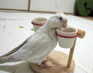 08-04-11poria3.jpg