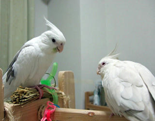 08-04-19futari.jpg