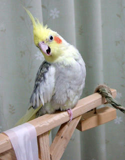 08-04-19koru.jpg